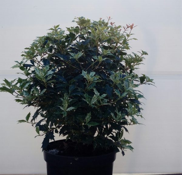 Osmanthus Tricolor vaso 26