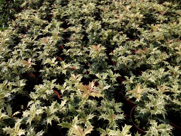 Osmanthus Tricolor vaso 16 - immagine 2