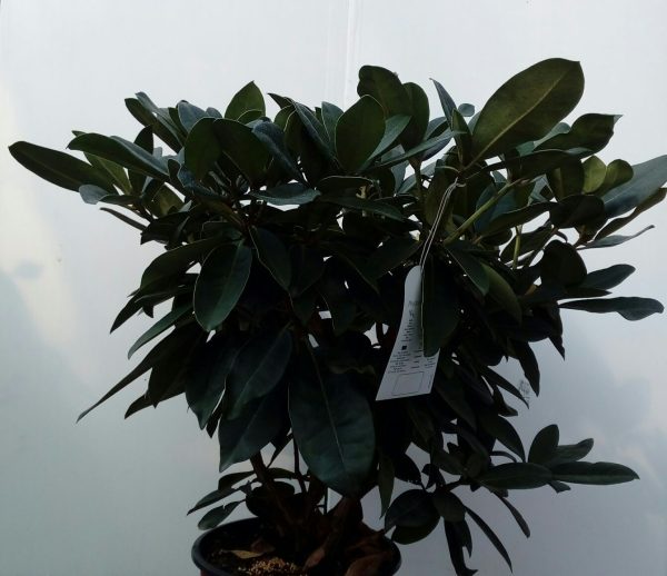 rhododendron