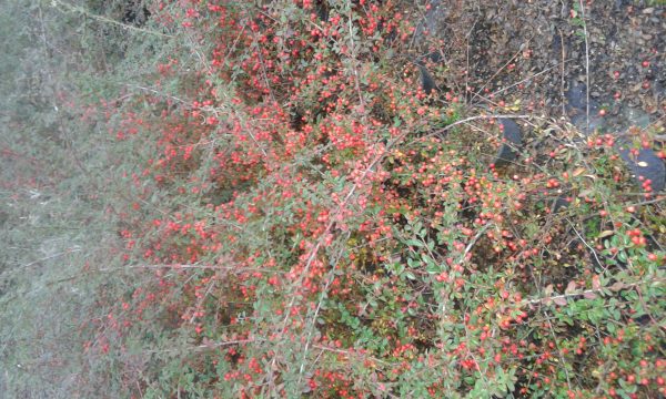 cotoneaster dammeri