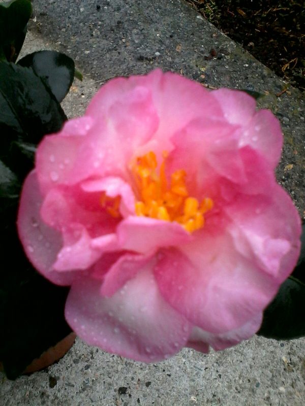 camelia sasanqua