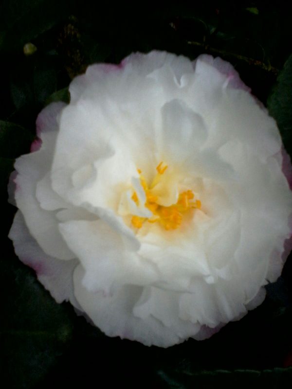 camelia sasanqua