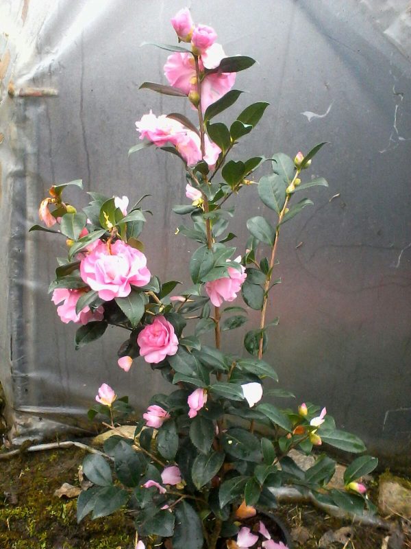 camelia sasanqua