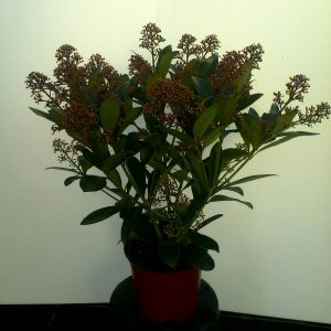 skimmia